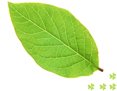 �F��I�[�K�j�b�N�u��